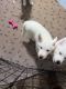 Siberian Husky Puppies for sale in Bakersfield, CA, USA. price: NA