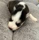 Siberian Husky Puppies for sale in Randleman, NC 27317, USA. price: $700
