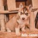 Siberian Husky Puppies for sale in Medford, OR, USA. price: NA