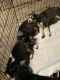 Siberian Husky Puppies for sale in Pittsburg, CA, USA. price: $1,200