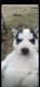 Siberian Husky Puppies for sale in Clinton, NC 28328, USA. price: NA