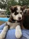 Siberian Husky Puppies for sale in Rincon, GA 31326, USA. price: NA