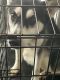 Siberian Husky Puppies for sale in Oakwood, GA, USA. price: NA