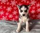 Siberian Husky Puppies for sale in Florida St, San Francisco, CA, USA. price: NA