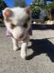 Siberian Husky Puppies for sale in Lawndale, CA 90260, USA. price: $900