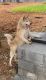Siberian Husky Puppies for sale in Bengaluru, Karnataka, India. price: 35000 INR