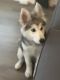 Siberian Husky Puppies for sale in Uptown, Chicago, IL, USA. price: $850