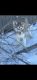 Siberian Husky Puppies for sale in Fort Lupton, CO 80621, USA. price: NA