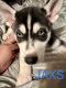 Siberian Husky Puppies for sale in New York, NY, USA. price: $1,000