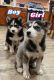 Siberian Husky Puppies for sale in Mansfield, TX 76063, USA. price: $450
