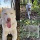 Siberian Husky Puppies for sale in St James, MN 56081, USA. price: NA