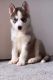 Siberian Husky Puppies for sale in Newark, NJ, USA. price: $1,500