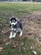 Siberian Husky Puppies for sale in 391 W Newport Rd, Lititz, PA 17543, USA. price: $950