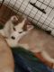Siberian Husky Puppies for sale in Splendora, TX, USA. price: $400