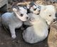 Siberian Husky Puppies for sale in Fuquay Varina, NC, USA. price: $400