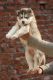Siberian Husky Puppies for sale in East Delhi, Delhi, India. price: 40000 INR