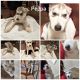 Siberian Husky Puppies for sale in Oakley, CA 94561, USA. price: $500