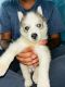 Siberian Husky Puppies for sale in Sulur, Tamil Nadu, India. price: 28000 INR