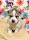 Siberian Husky Puppies for sale in Orlando, FL, USA. price: $1,600