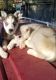 Siberian Husky Puppies for sale in Los Banos, CA, USA. price: NA