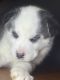 Siberian Husky Puppies for sale in Victor, ID 83455, USA. price: $700