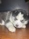 Siberian Husky Puppies for sale in Victor, ID 83455, USA. price: NA