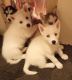 Siberian Husky Puppies for sale in Cedar Hill, MO 63016, USA. price: $550