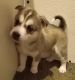 Siberian Husky Puppies for sale in Cedar Hill, MO 63016, USA. price: $500