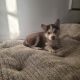Siberian Husky Puppies for sale in Norwalk, CA 90650, USA. price: $800