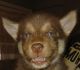 Siberian Husky Puppies for sale in Clemmons, NC, USA. price: NA