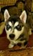 Siberian Husky Puppies for sale in South Fork, CO 81154, USA. price: $795