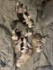 Siberian Husky Puppies for sale in Clinton, IL 61727, USA. price: $700