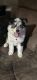 Siberian Husky Puppies for sale in 622 Clarkson Ave, Elizabeth, NJ 07202, USA. price: NA