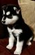Siberian Husky Puppies for sale in Lawndale, CA, USA. price: NA