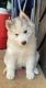 Siberian Husky Puppies for sale in Harbor City, Los Angeles, CA, USA. price: NA