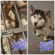 Siberian Husky Puppies for sale in 423 S Eagle St, Sheridan, AR 72150, USA. price: NA