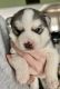Siberian Husky Puppies for sale in Creal Springs, IL 62922, USA. price: NA