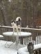 Siberian Husky Puppies for sale in Toms River, NJ, USA. price: $3,000