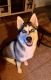 Siberian Husky Puppies for sale in Alexandria, KY 41001, USA. price: $50
