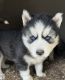Siberian Husky Puppies for sale in Spring Hope, NC 27882, USA. price: $700