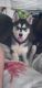Siberian Husky Puppies for sale in Uniontown, PA 15401, USA. price: $500