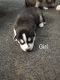 Siberian Husky Puppies for sale in Friendship, NY 14739, USA. price: NA