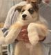 Siberian Husky Puppies for sale in San Mateo, CA, USA. price: $900