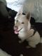 Siberian Husky Puppies for sale in Carson City, NV, USA. price: $400