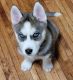 Siberian Husky Puppies for sale in Moose Lake, MN 55767, USA. price: $750