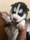 Siberian Husky Puppies for sale in Pathankot, Punjab 145001, India. price: 25000 INR