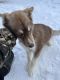 Siberian Husky Puppies for sale in Lamberton, MN 56152, USA. price: NA