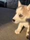 Siberian Husky Puppies for sale in Gardena, CA, USA. price: $300