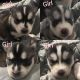 Siberian Husky Puppies for sale in Mentor, OH 44060, USA. price: NA