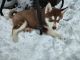 Siberian Husky Puppies for sale in Utica, MI 48315, USA. price: NA